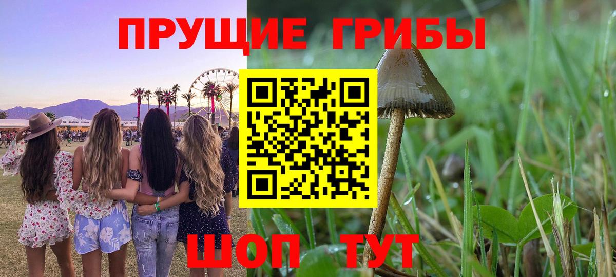 где найти наркотики  Псилоцибиновые грибы Cubensis  Вход с VPN  Брянск 